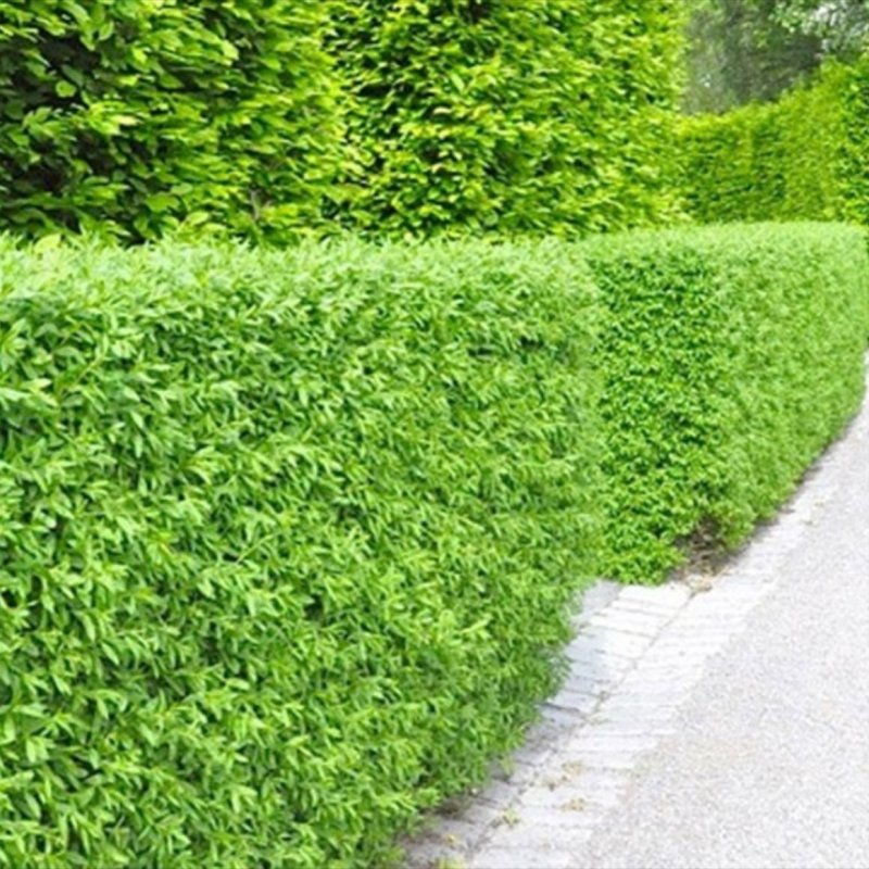 Бирючина обыкновенная (Ligustrum vulgare)