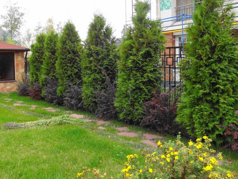 Туя Брабант и пузыреплодник