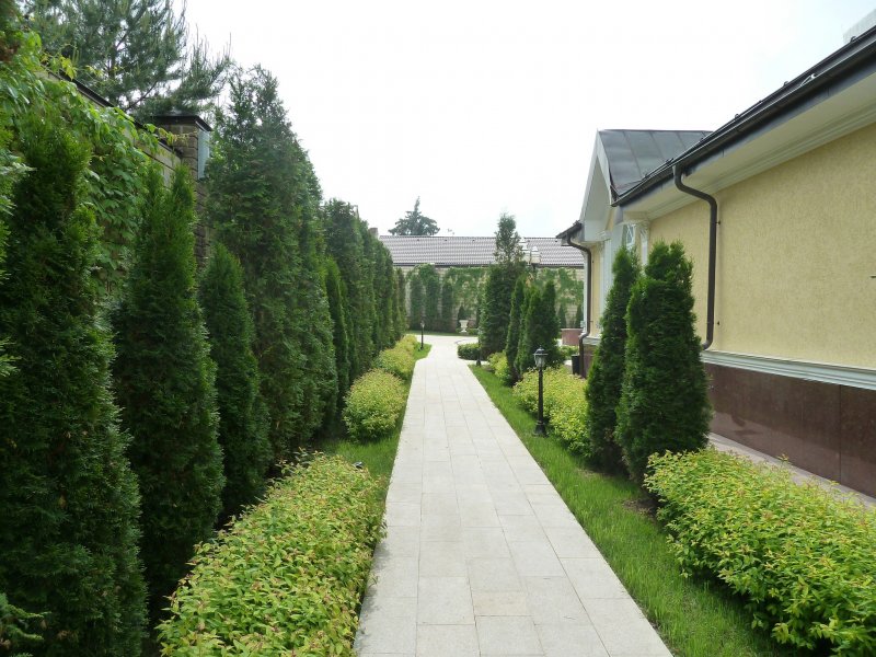 Живая изгородь из туи Даника