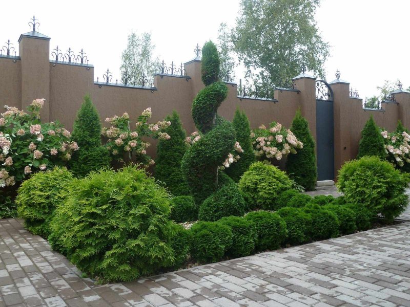 Изгородь из туи Даника