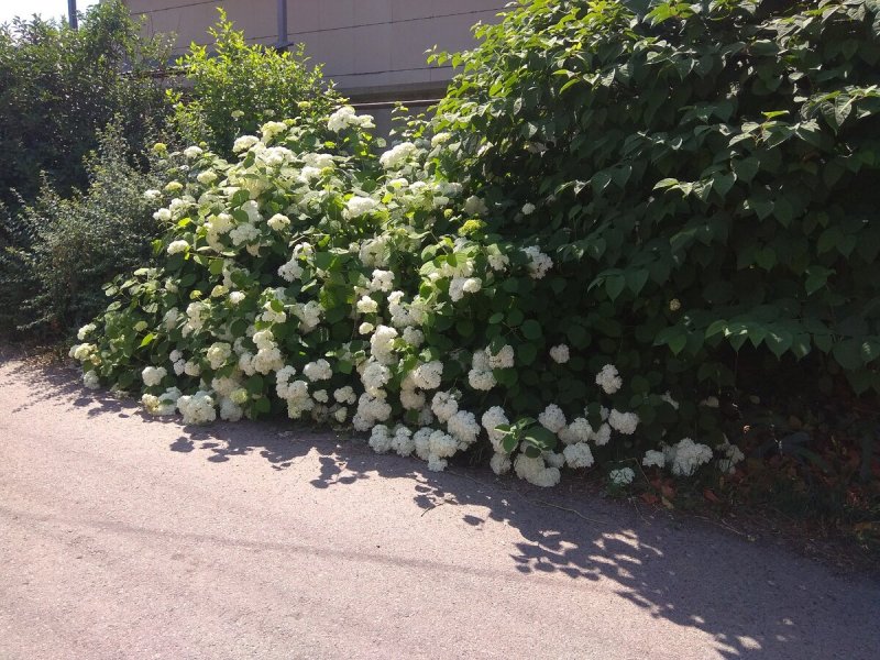 Гортензия Лаймлайт изгородь