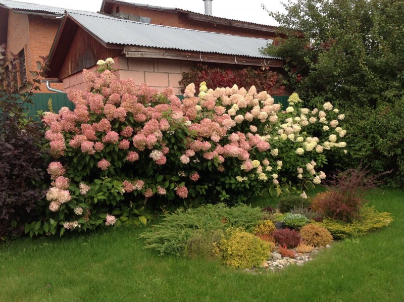 Гортензия метельчатая grandiflora
