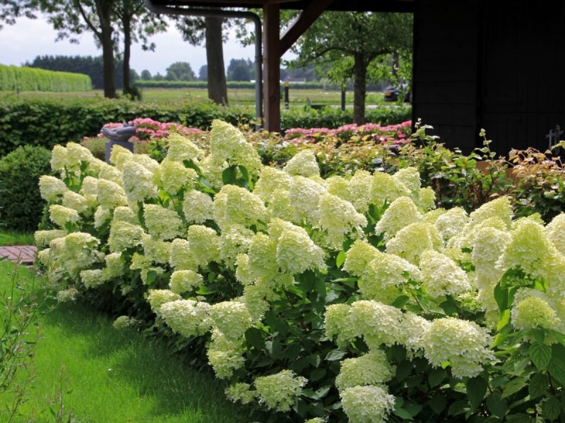 Гортензия метельчатая (Hydrangea paniculata `Limelight`)