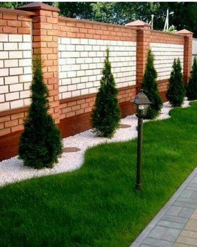 Туя Брабант для арки