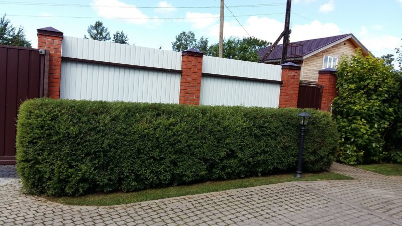 Туя Брабант перед домом