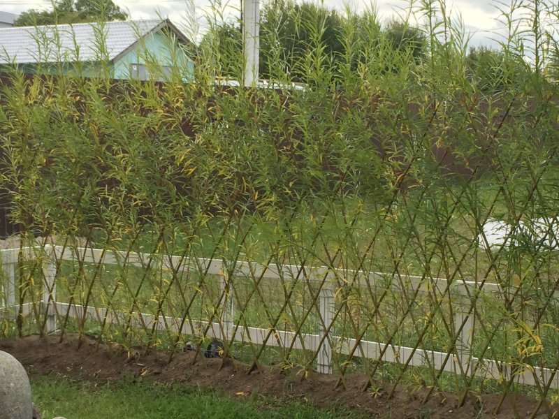 Ива Извилистая Живая изгородь