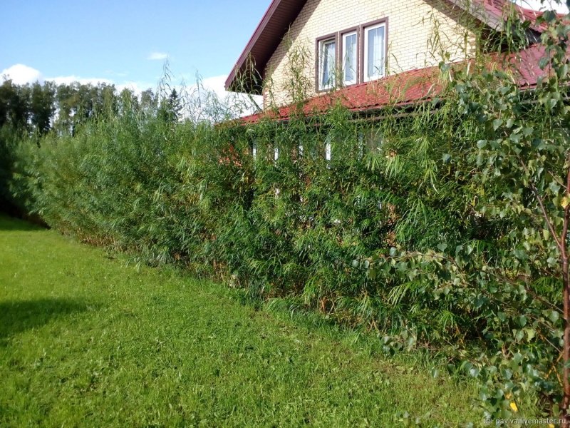 Русская Ива Живая изгородь