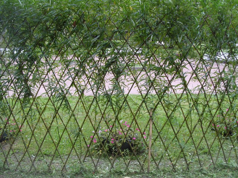Ива Матсудана Живая изгородь