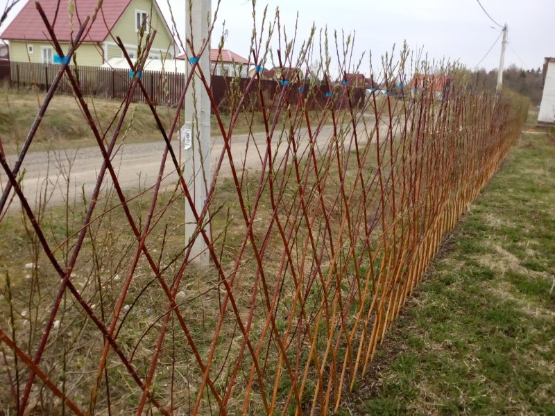Живая изгородь из ивы