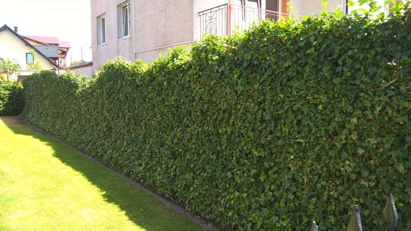 Плющ(Hedera Helix) Живая изгородь