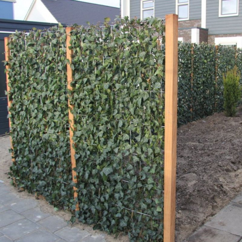 Gard Verde Hedera Hibernica