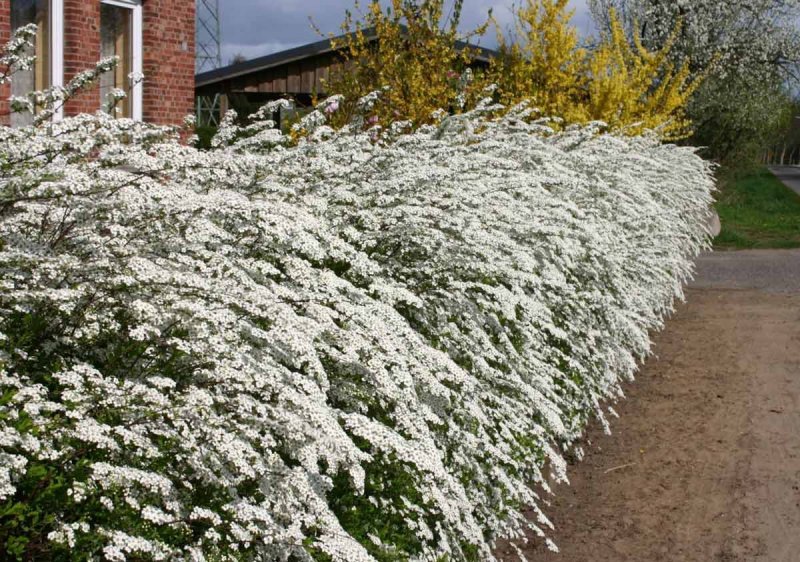Спирея серая (Spiraea cinerea `Grefsheim`)