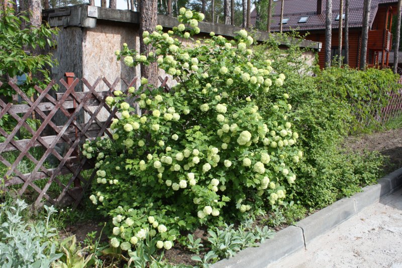 Калина Живая изгородь