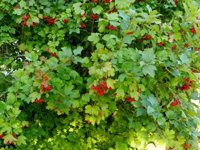 Калина обыкновенная кустарник