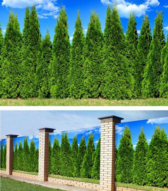 Фотосетка мечта 300x158 см, "розы на заборе"