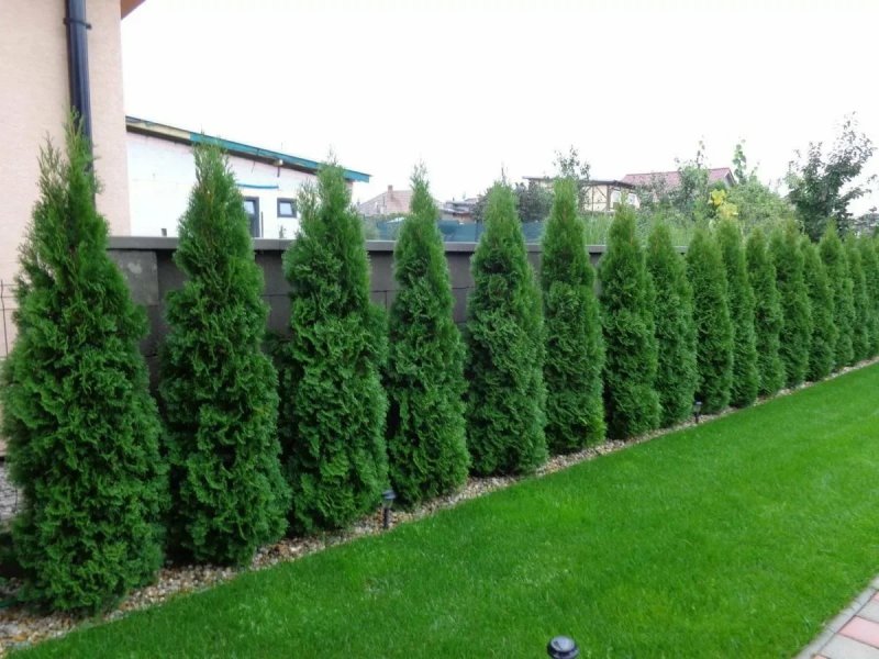 Туя Западная 'Smaragd'