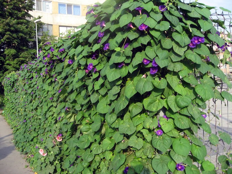 Ипомея ампельная