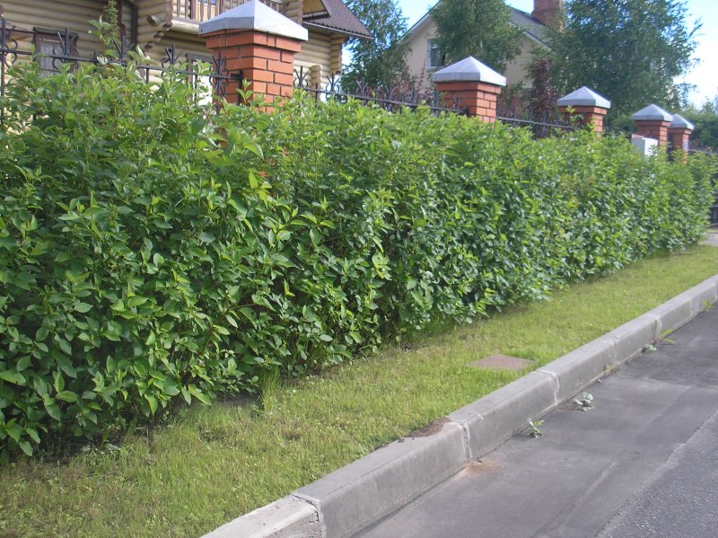 Дерен белый Живая изгородь