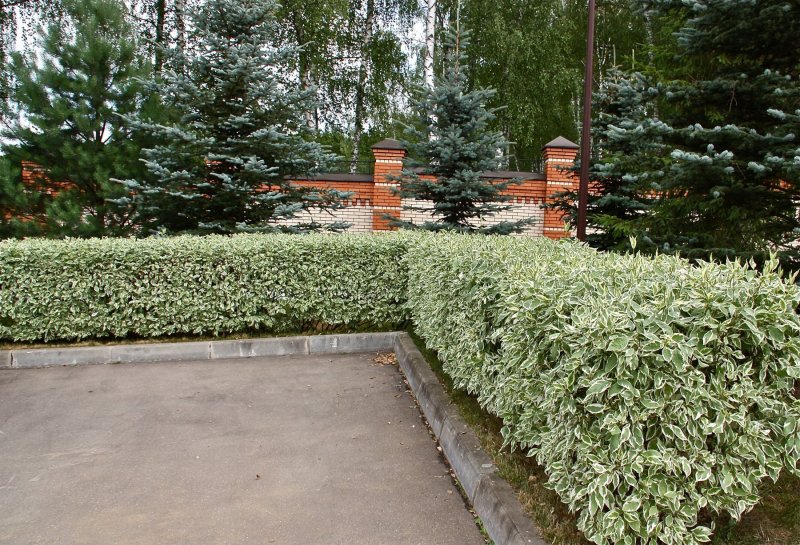 Дерен Живая изгородь
