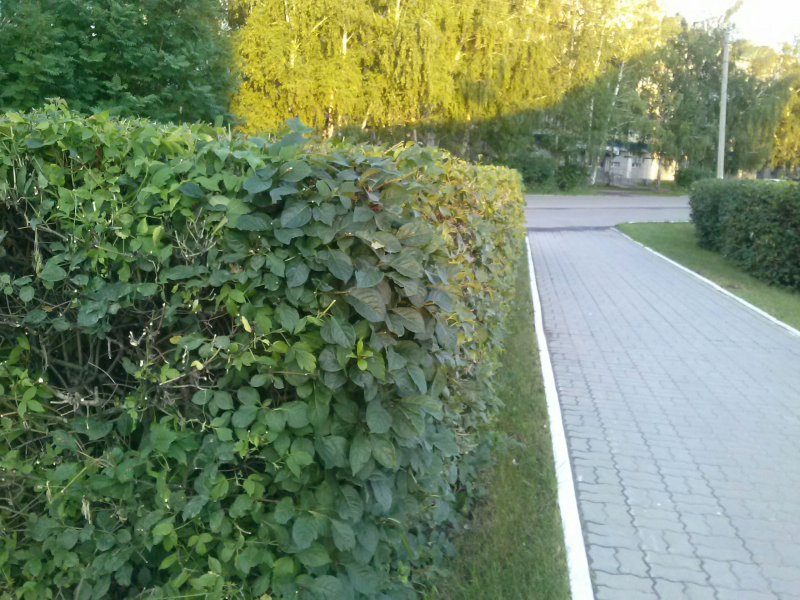 Живая изгородь из клена