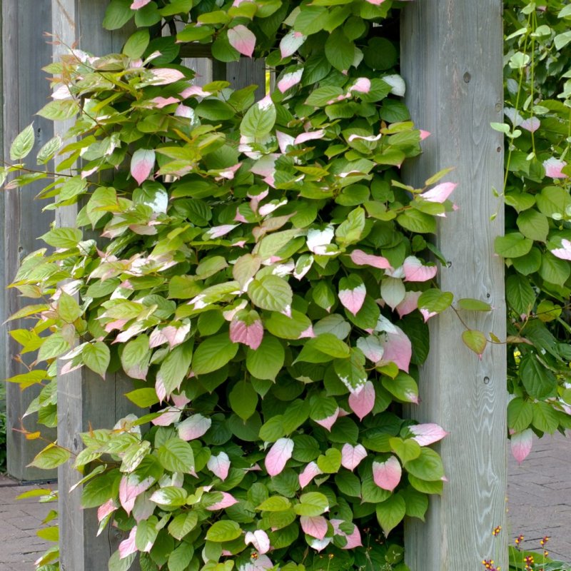 Актинидия коломикта (Actinidia kolomikta)