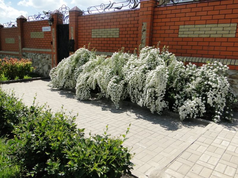 Барбарис Тунберга изгородь