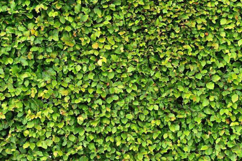 Актинидия коломикта (Actinidia kolomikta)
