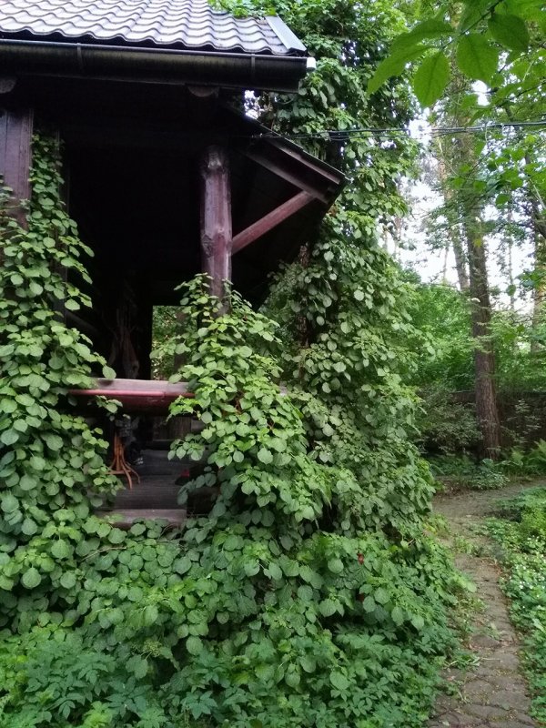 Хмель садовый Живая изгородь