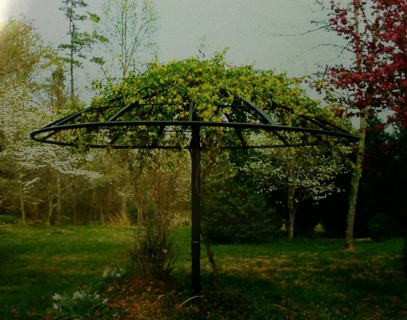 Пергола для киви