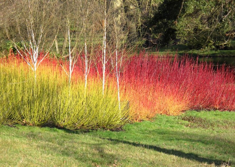 Cornus Alba sibirica
