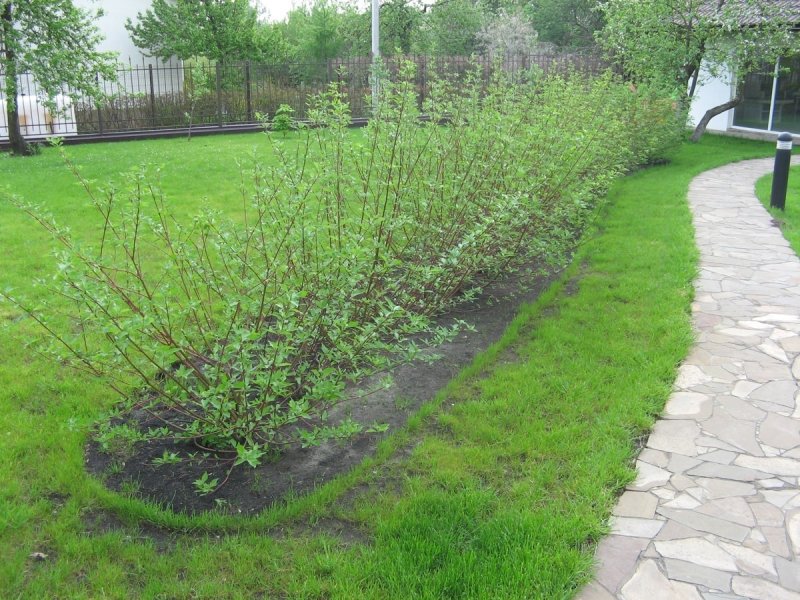 Дерен Живая изгородь
