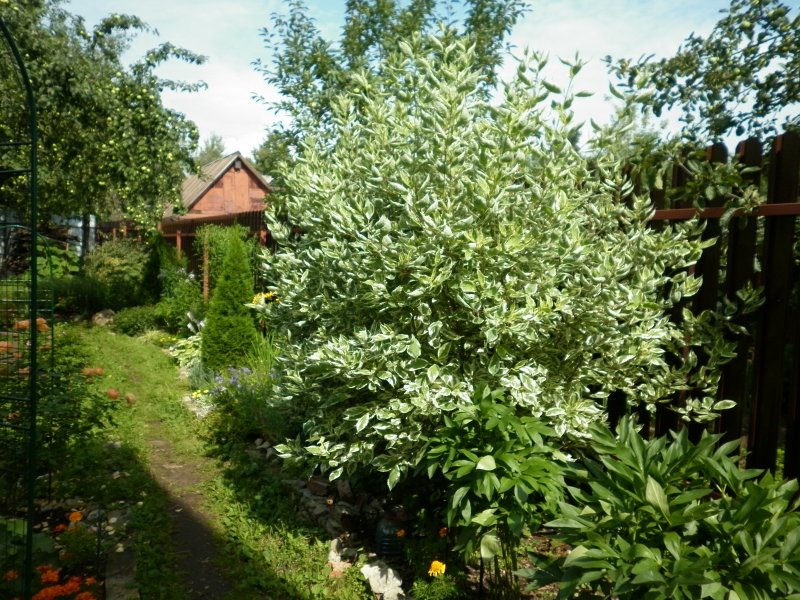 Деревня Элегантиссима