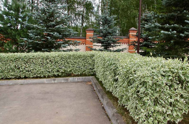 Дерен белый Живая изгородь