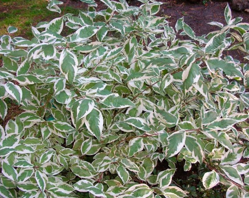 Дерен белый “айвори Хало”, Cornus Alba 'Ivory Halo'