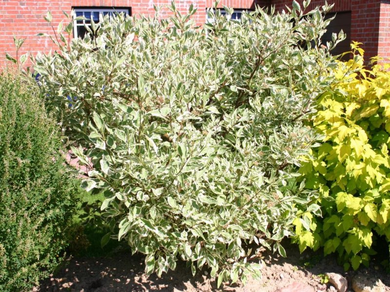 Cornus Alba elegantissima