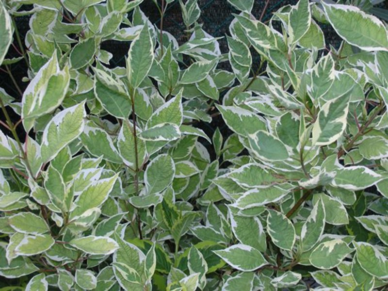 Дерен белый 'elegantissima' Cornus Alba 'elegantissima', h150-175