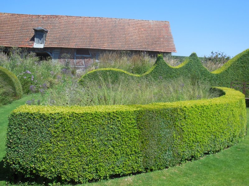 Taxus Media Hillii