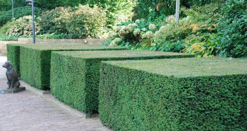 Изгородь из тис (Taxus baccata)