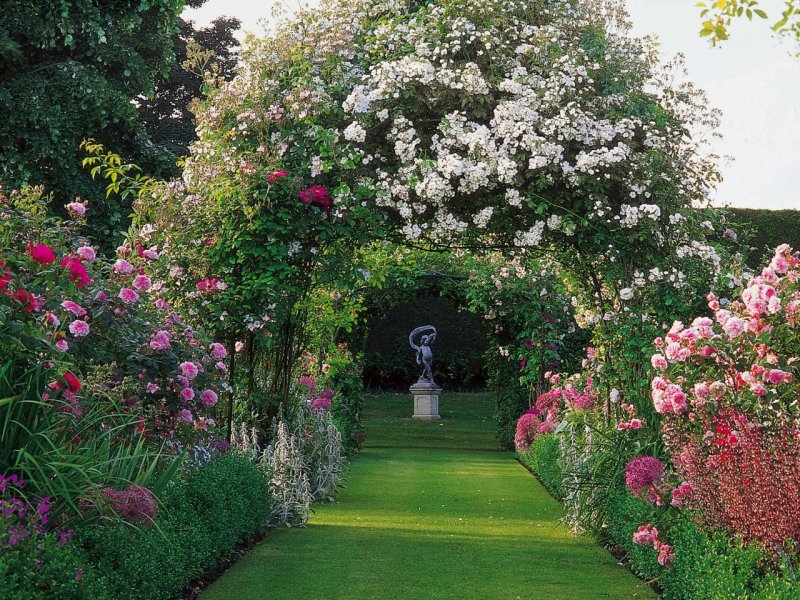 Paul's Himalayan Musk (Гималайский мускус пола)