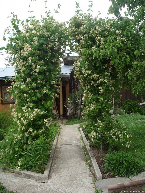 Жимолость каприфоль изгородь