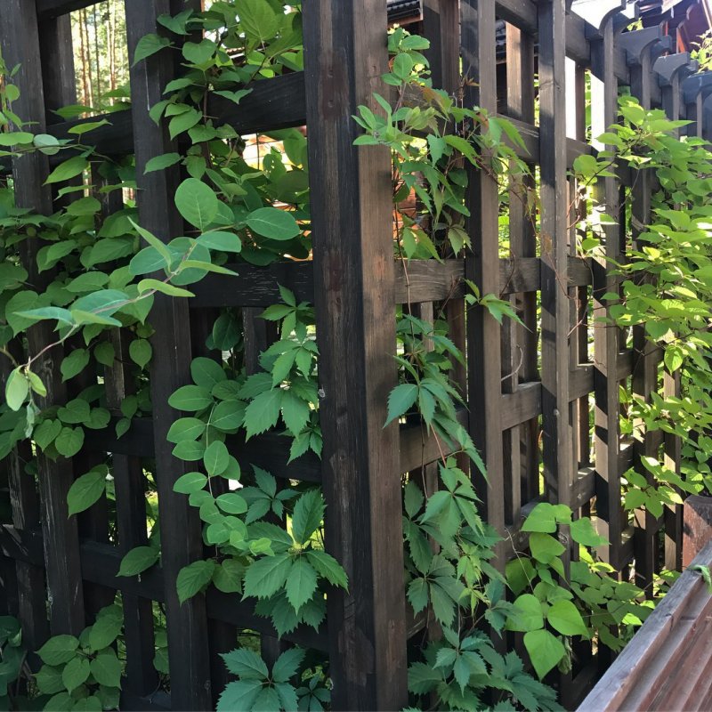 Плющ для живой изгороди в Подмосковье