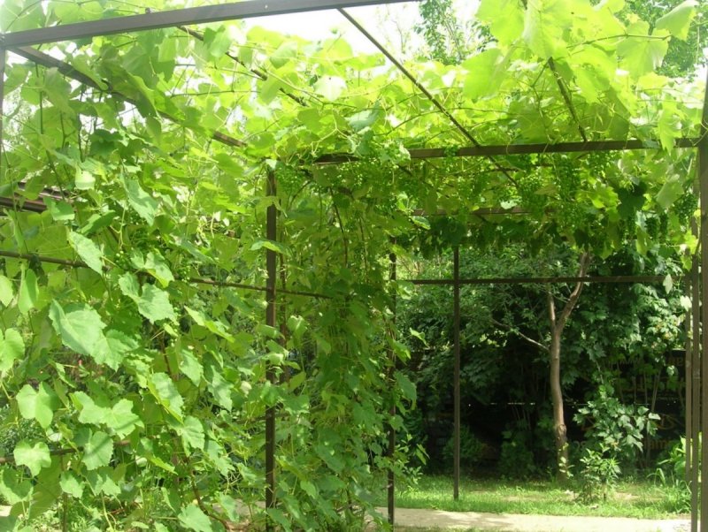 Лимонник китайский в ландшафте