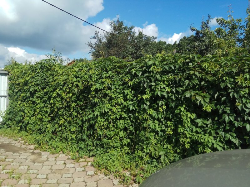 Хмель садовый Живая изгородь