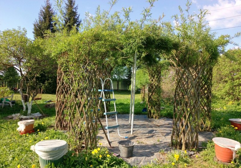 Ива ломкая Живая изгородь
