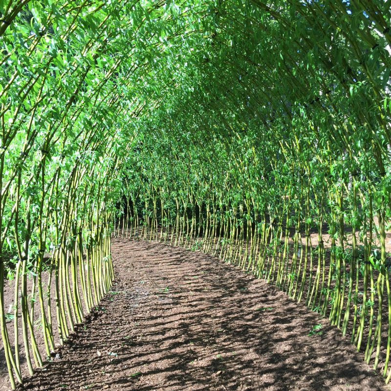 Pudja Hedge