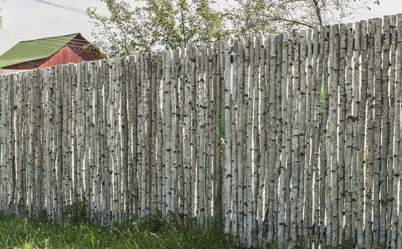 Забор из березы