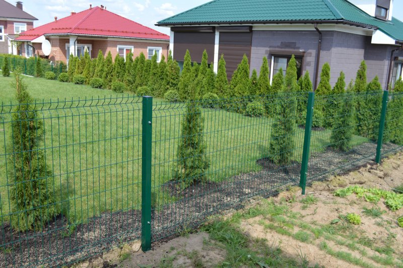 Граб обыкновенный Живая изгородь