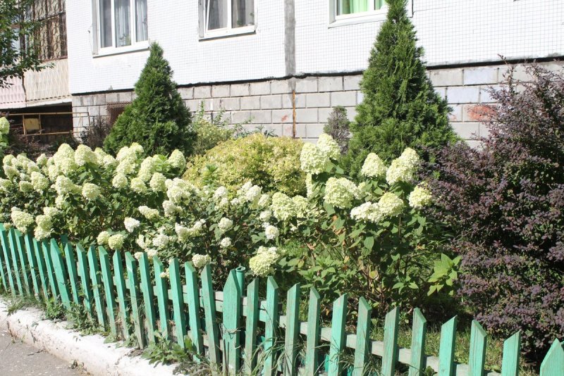 Гортензия пи туя
