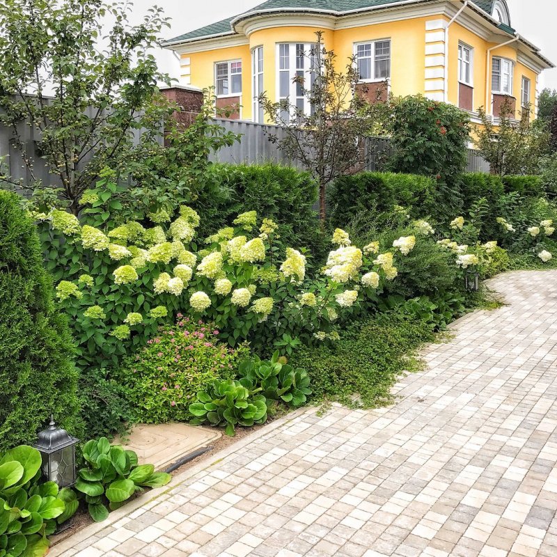Туя Барбарис спирея