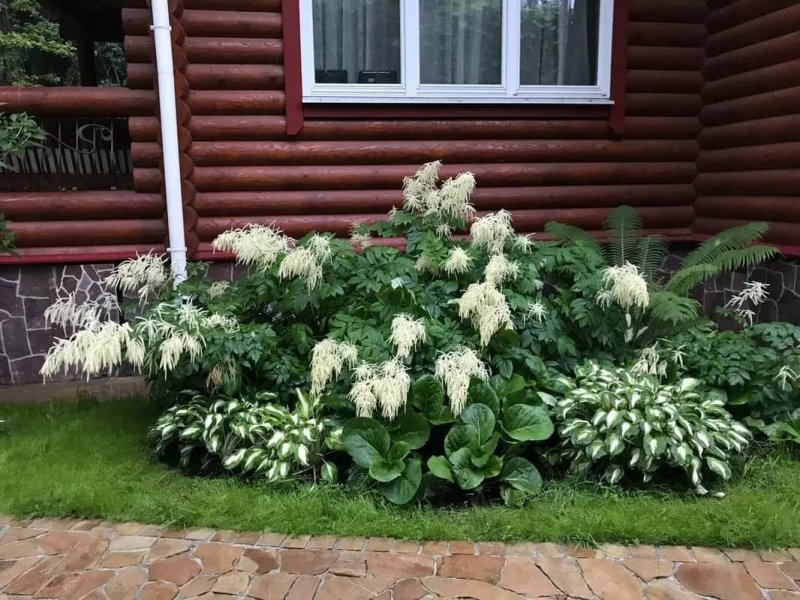 Клумба с гортензией и хостой